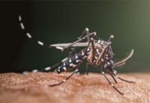 Mosquito-borne viruses