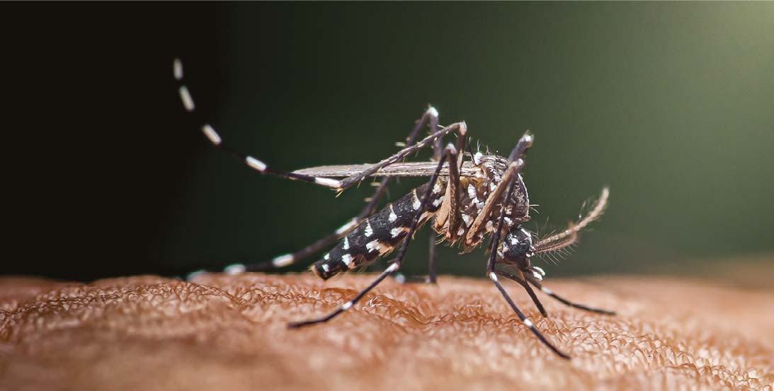 EG-MOSQUITO