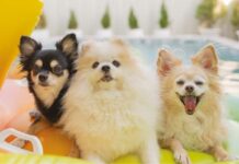 Plan for pets