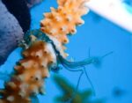 Illegal coral nursery found at Smith Cove