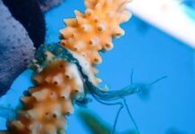 Illegal coral nursery found at Smith Cove