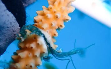 Illegal coral nursery found at Smith Cove