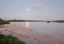 Malportas Pond: A place of birds, birdwatching and mystery