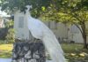 Pic of the Week: Perching peacock is a sight to behold