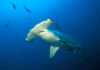Historic sightings of schools of hammerhead sharks off Little Cayman