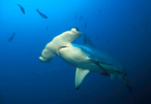 Historic sightings of schools of hammerhead sharks off Little Cayman