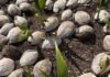 Cayman seeks to expand coconut industry through new varieties coconut