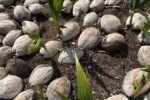 Cayman seeks to expand coconut industry through new varieties coconut