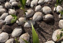 Cayman seeks to expand coconut industry through new varieties coconut