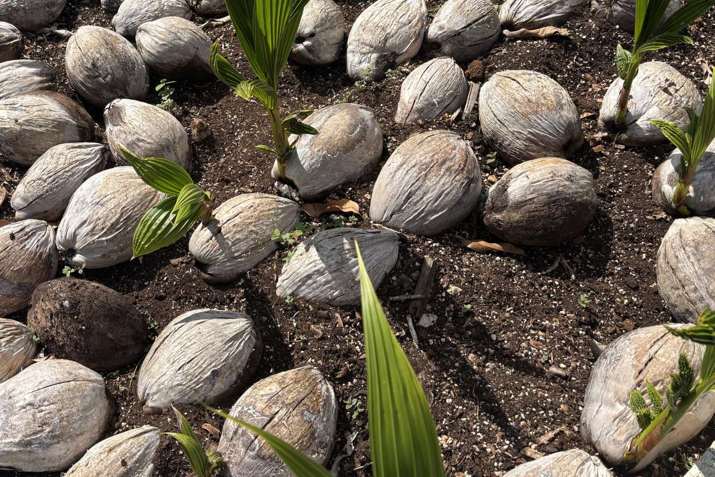 coconuts coconut