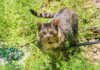 Toxoplasmosis exposure detected in West Bay feral cats feral cats