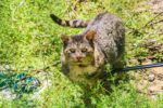 Toxoplasmosis detected in feral cats feral cats