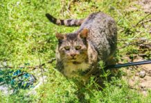 Toxoplasmosis detected in feral cats feral cats