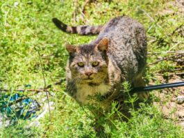 Toxoplasmosis detected in feral cats feral cats