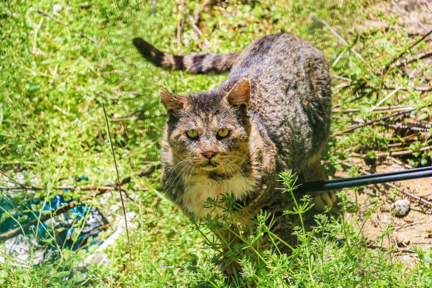 feral cats feral cats