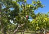 Government preserving more than 100 fruit varieties germplasm