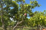 Government preserving more than 100 fruit varieties germplasm