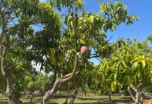 Government preserving more than 100 fruit varieties germplasm