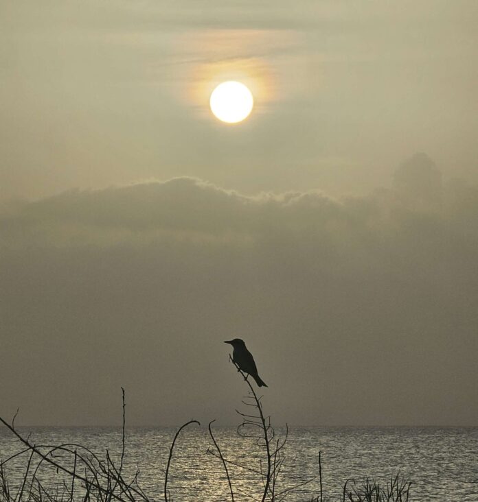 Ileann's photo - cropped