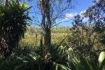 Government moves to protect Ironwood Forest while approving highway extension
