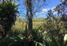 Government moves to protect Ironwood Forest while approving highway extension