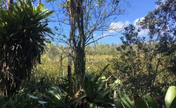 Government moves to protect Ironwood Forest while approving highway extension