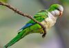 Invasive monk parakeets raise concerns