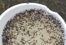 Increased mosquito activity expected across Grand Cayman