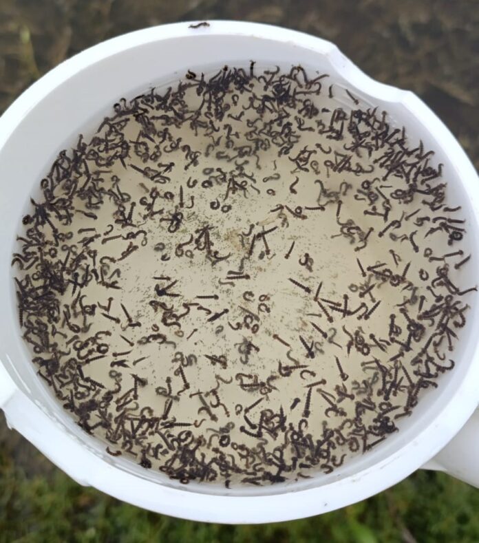 Mosquito larvae