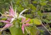 Botanic Park launches new plant collection