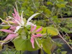 Botanic Park launches new plant collection