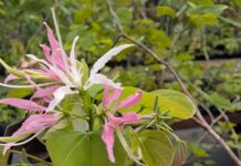 Botanic Park launches new plant collection