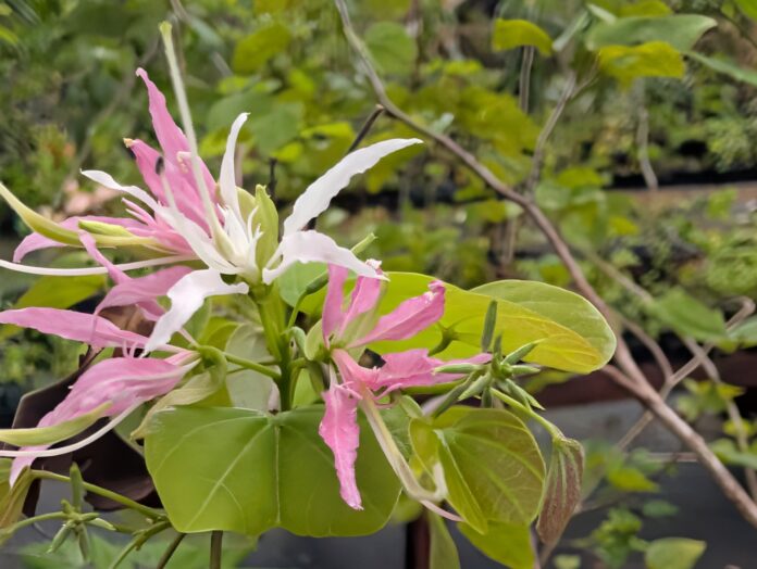 Native Plant Collection 1