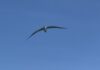 Tiny seabirds, fragile nursery: Sand Cay’s least terns fight for survival
