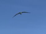 Tiny seabirds, fragile nursery: Sand Cay’s least terns fight for survival