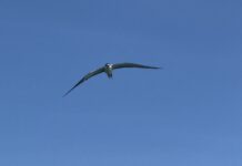 Tiny seabirds, fragile nursery: Sand Cay’s least terns fight for survival