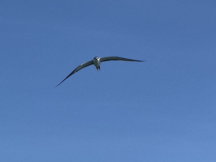 Tern
