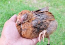 Infectious poultry disease detected across Cayman farms coryza