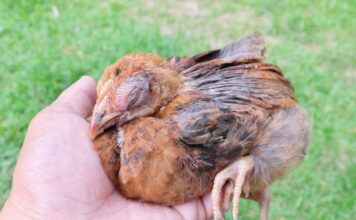 Infectious poultry disease detected across Cayman farms coryza