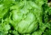 As US lettuce recall expands, Cayman’s cyclosporiasis risk remains low