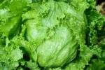 As US lettuce recall expands, Cayman’s cyclosporiasis risk remains low