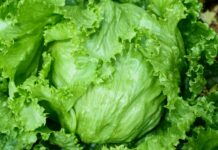As US lettuce recall expands, Cayman’s cyclosporiasis risk remains low