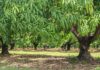 Mango season disappoints this year mango