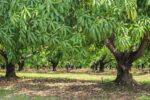 Mango season disappoints this year mango