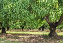 Mango season disappoints this year mango