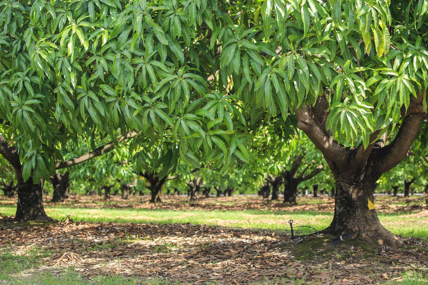 mango tree mango