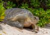 400-pound green turtle rescued after falling into Rum Point pool