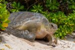 400-pound green turtle rescued after falling into Rum Point pool