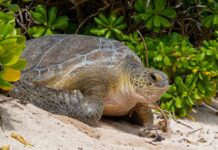 400-pound green turtle rescued after falling into Rum Point pool
