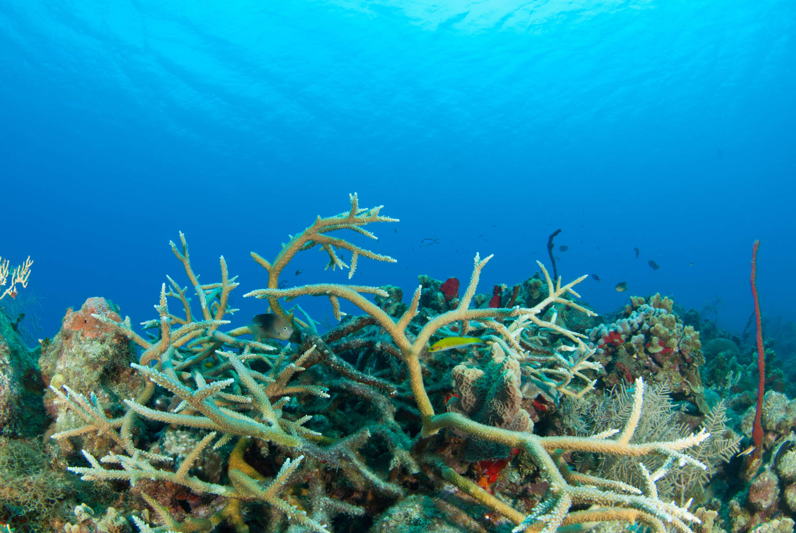 Report shows 43% decline in Caribbean's hard corals